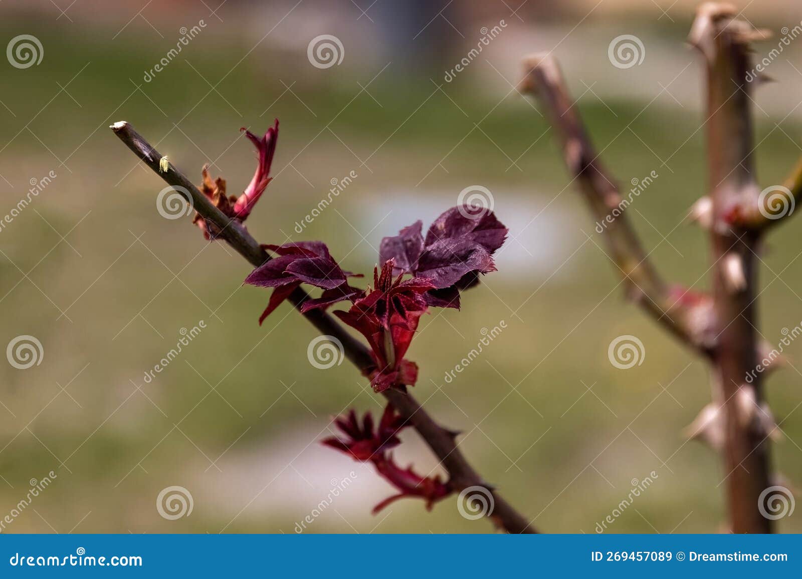 Rose Bush Cuttings Method Preparation for Reproduction Stock Image