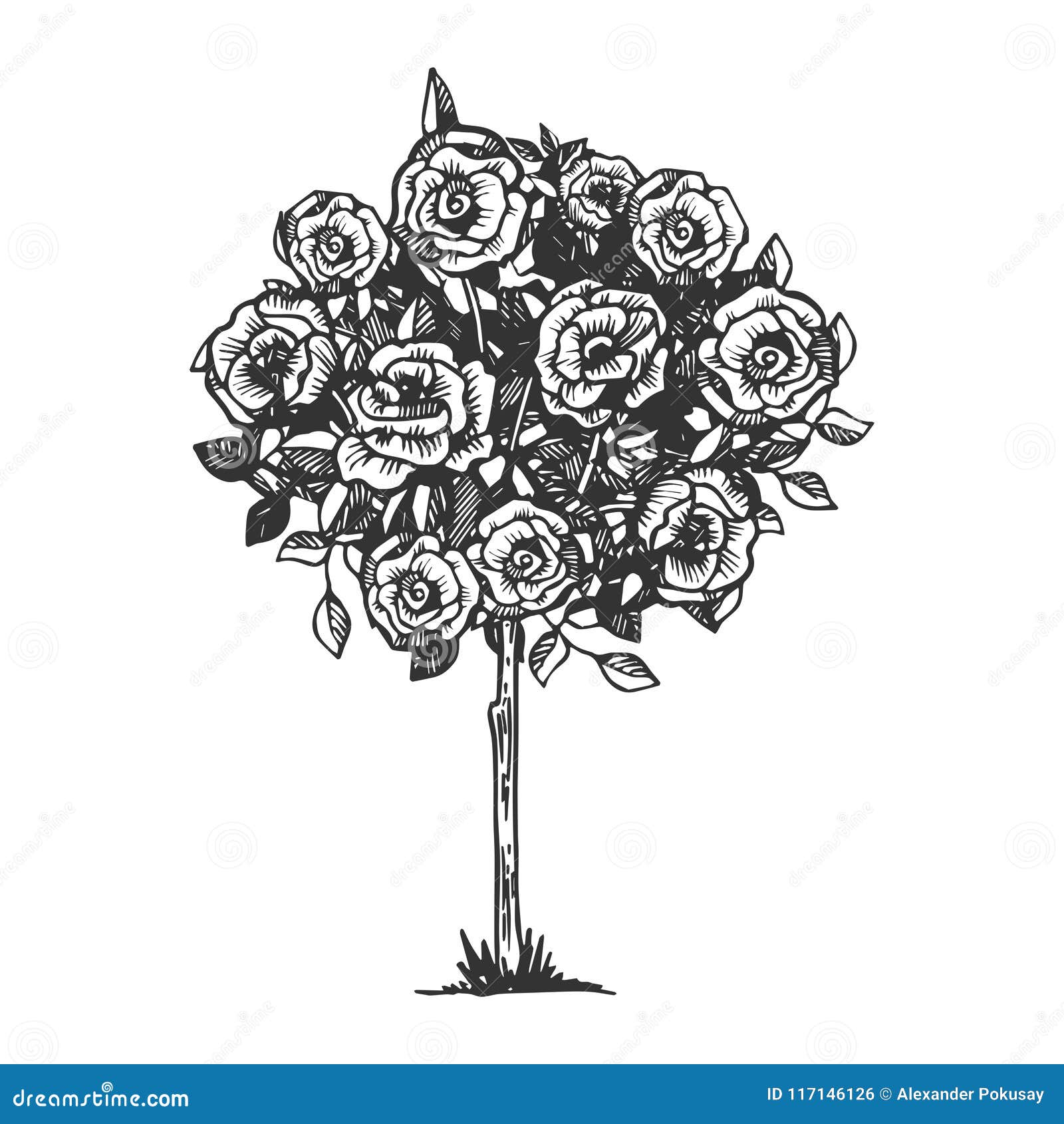 Rose Plant, Line Drawing, Botanical Illustration Stock Illustration -  Illustration of background, education: 281146447