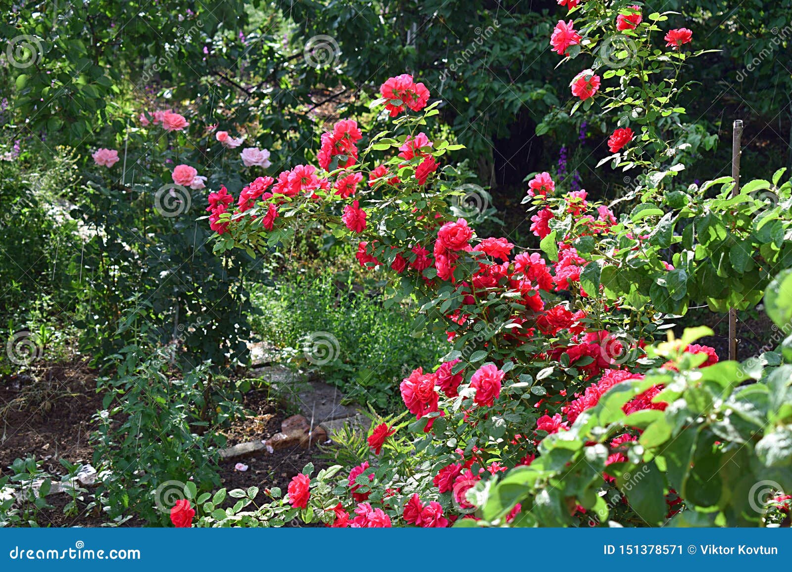 Rose Bush in the Garden during a Sunshower Stock Image - Image of ...