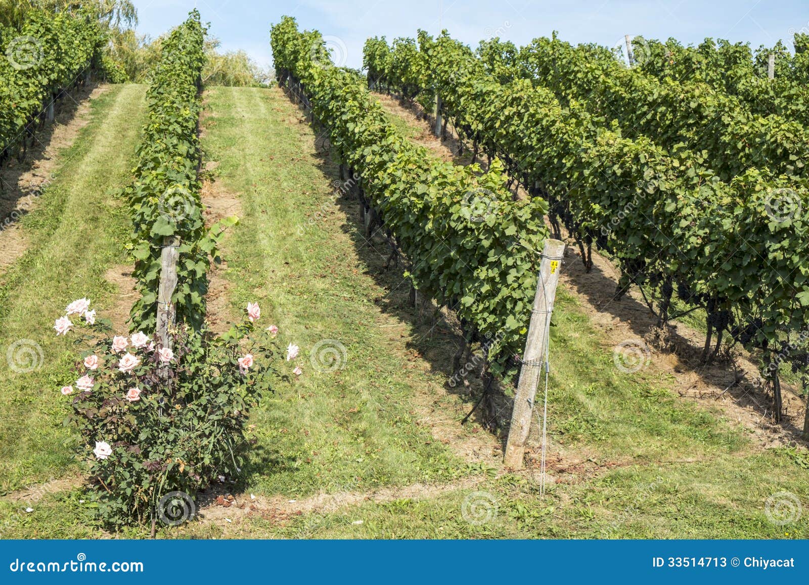 Rose Bush in a Vineyard 1 stock image. Image of farming 33514713