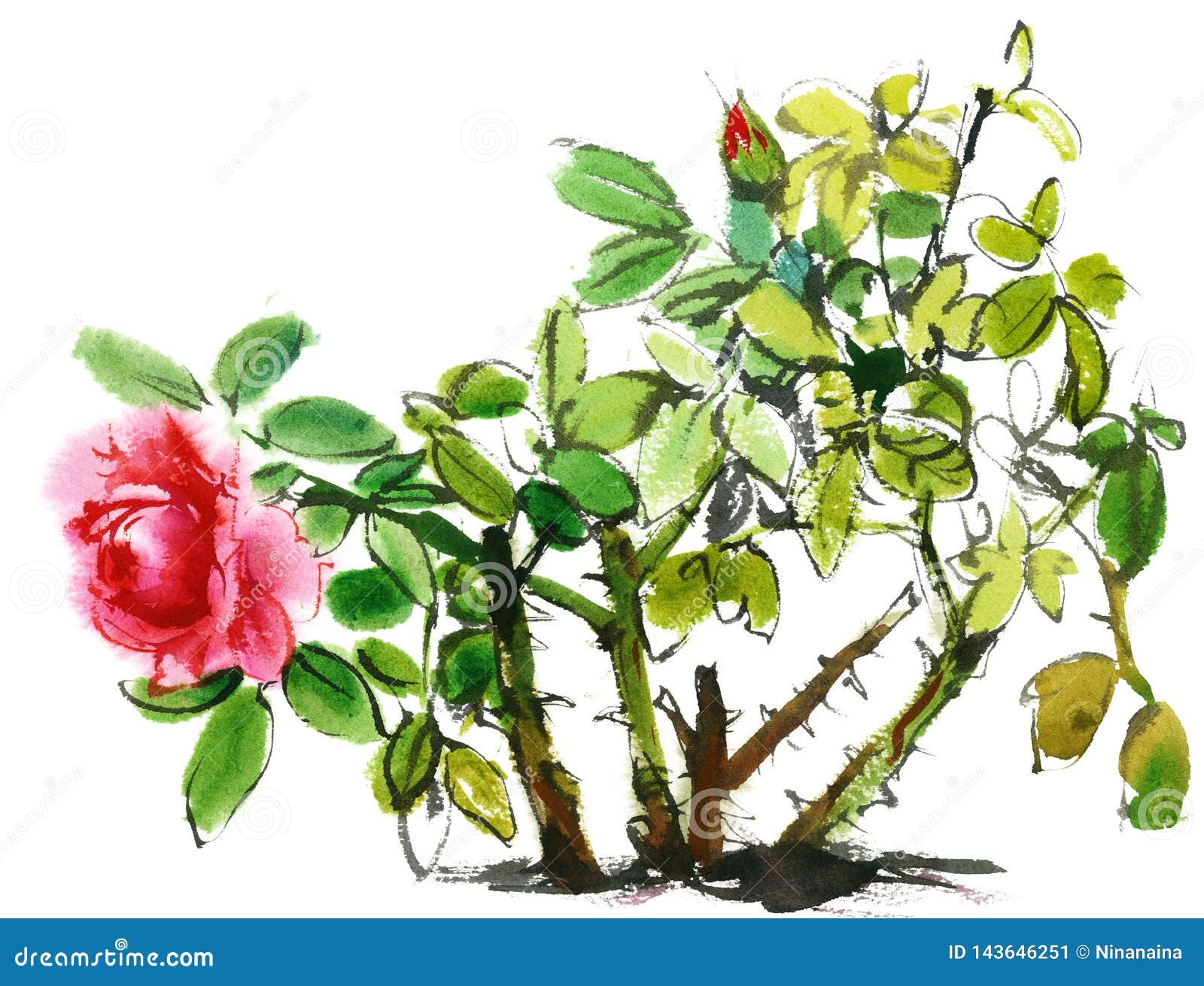 Rose Bush Drawing | Graphic Design | Bush drawing, Roses drawing, Rose bush