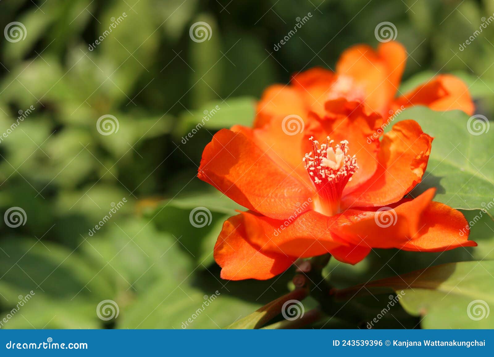 rose cactus or wax rose blooming and blur background.