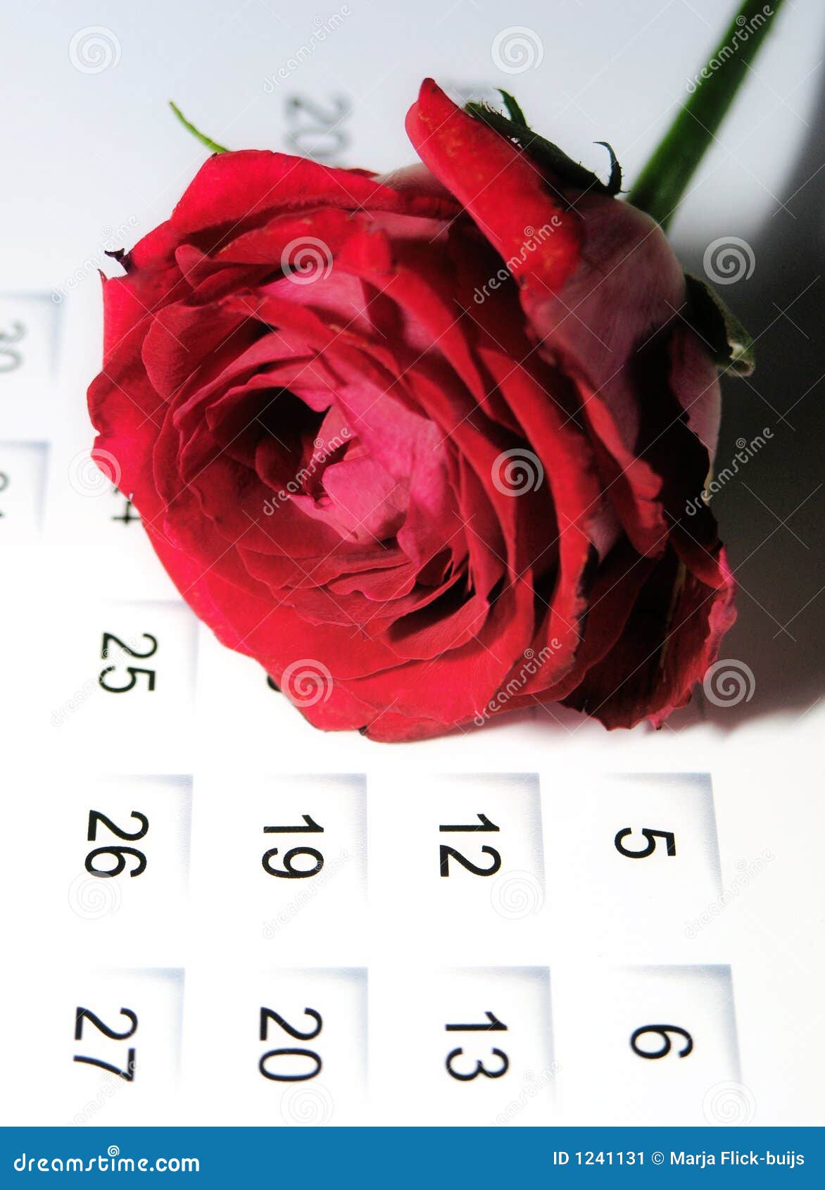 Rose on calendar stock image. Image of abstract, month 1241131