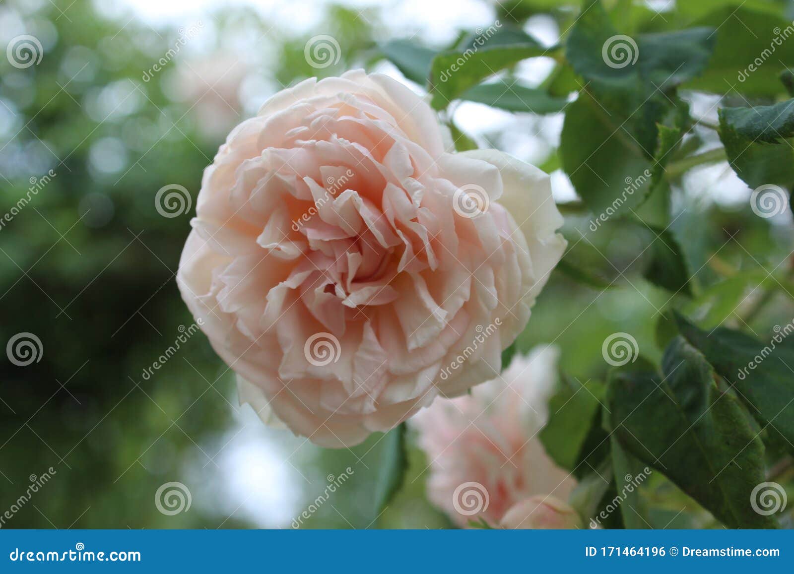 Rose stock photo. Image of plantae, roses, angiosperms 171464196