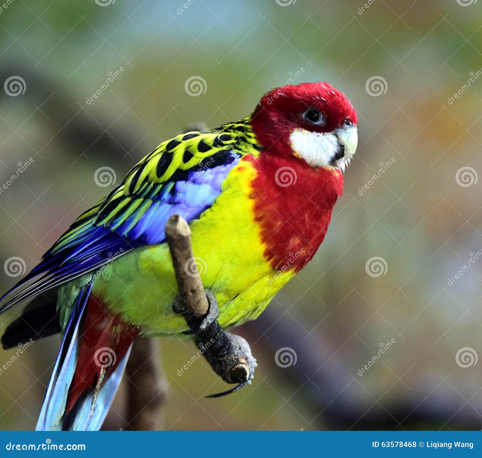 Rosecoloured Parrot stock photo. Image of green, white 63578468