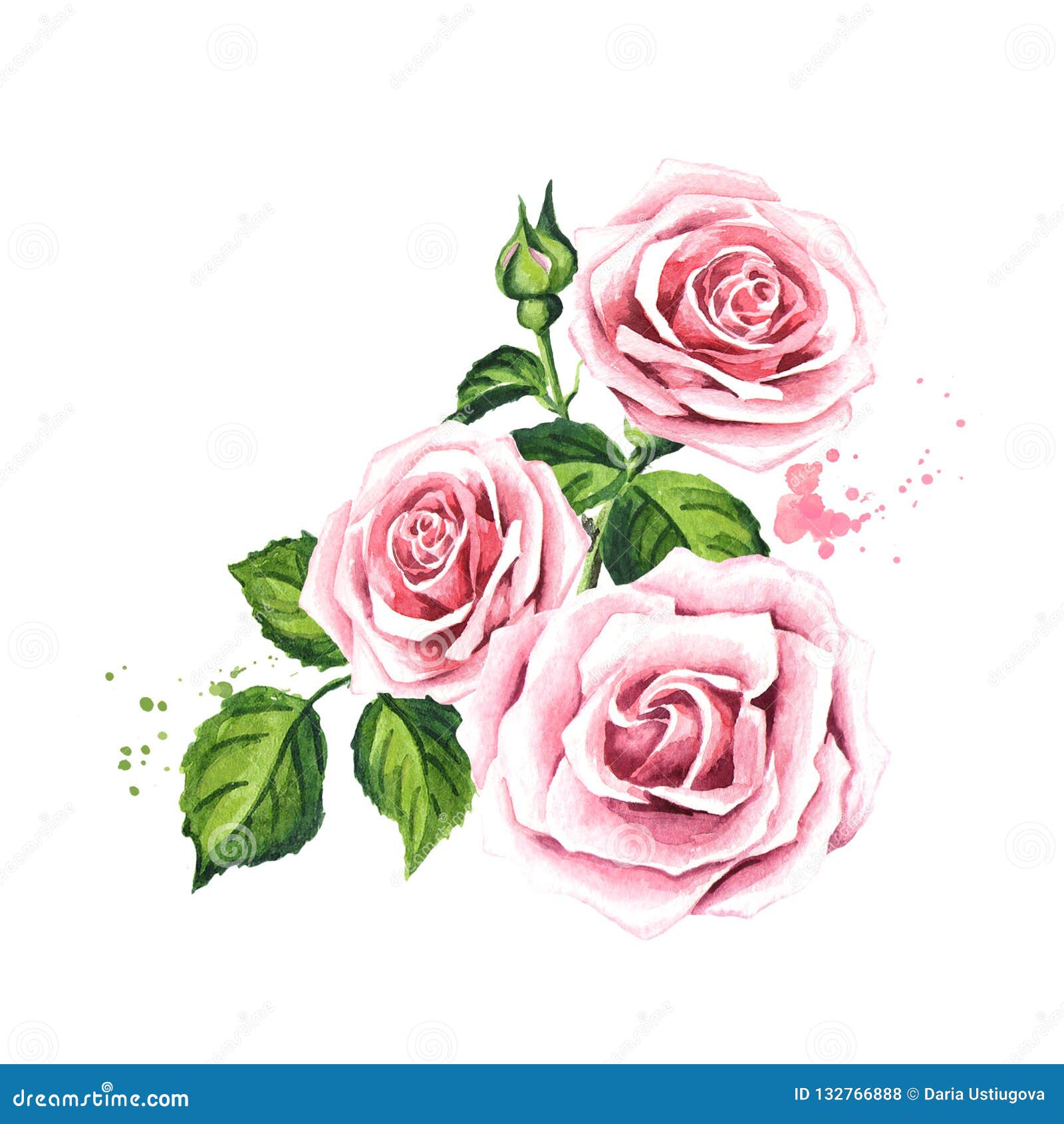 Rose Composition. Watercolor Hand Drawn Illustration, Isolated On White ...