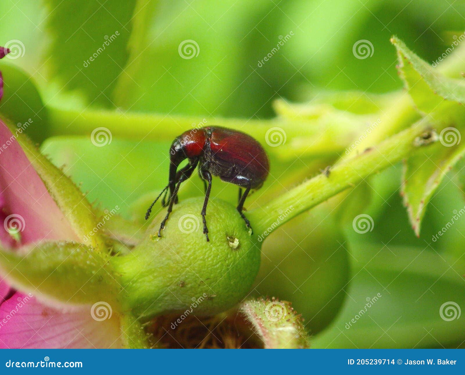 rose curculio beetle on the receptacle of frau dagmar hastrup rose