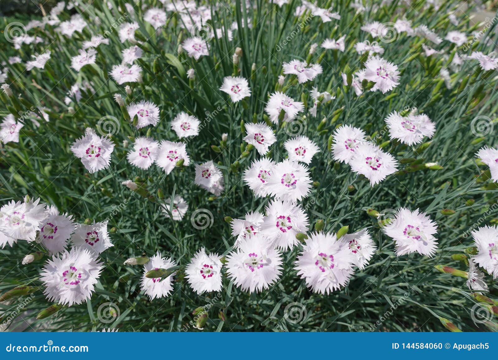 Rose De Jardin En Fleur En Mai Photo stock - Image du abondant ...