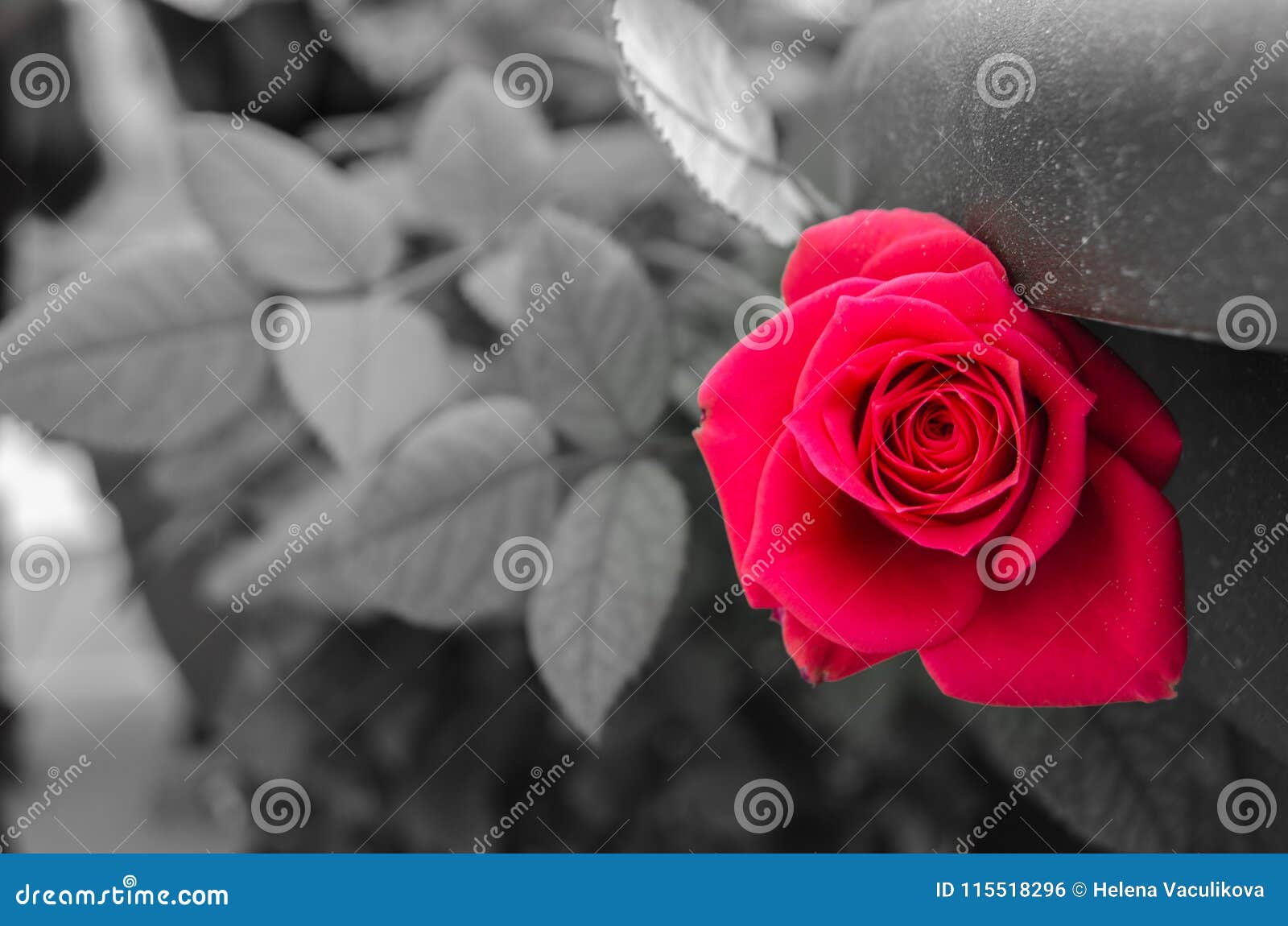Rose De Rouge Et Fond Noir Et Blanc Photo stock - Image du blanc, rose:  115518296
