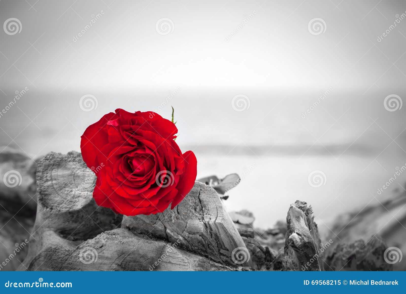 359 Romance Noir Et Blanc Photos Libres De Droits Et Gratuites De Dreamstime 359 Romance Noir Et Blanc Photos Libres De Droits Et Gratuites De Dreamstime