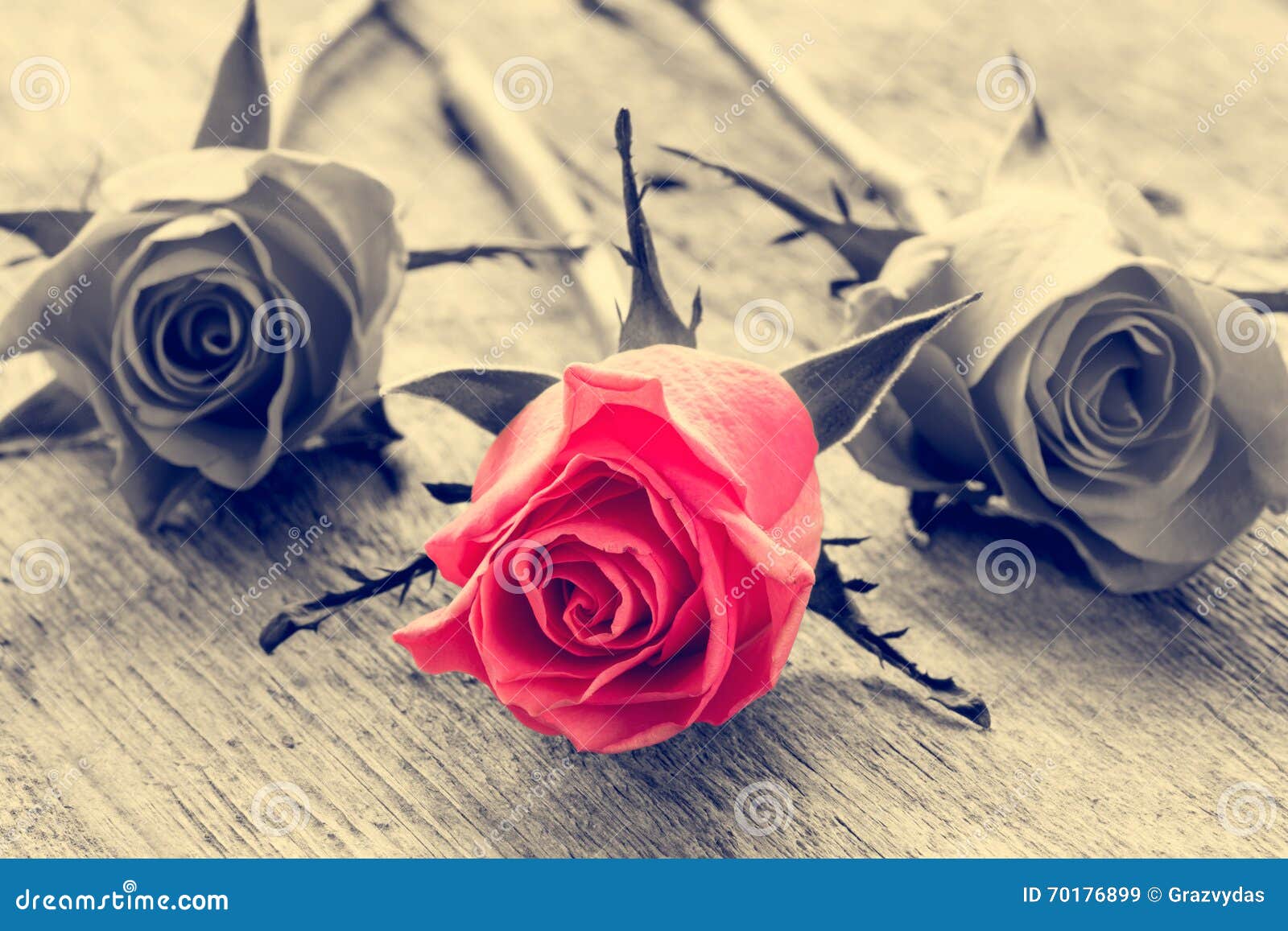 Rose De Rouge Sur Le Fond Noir Et Blanc Image stock - Image du pétale,  valentin: 70176899