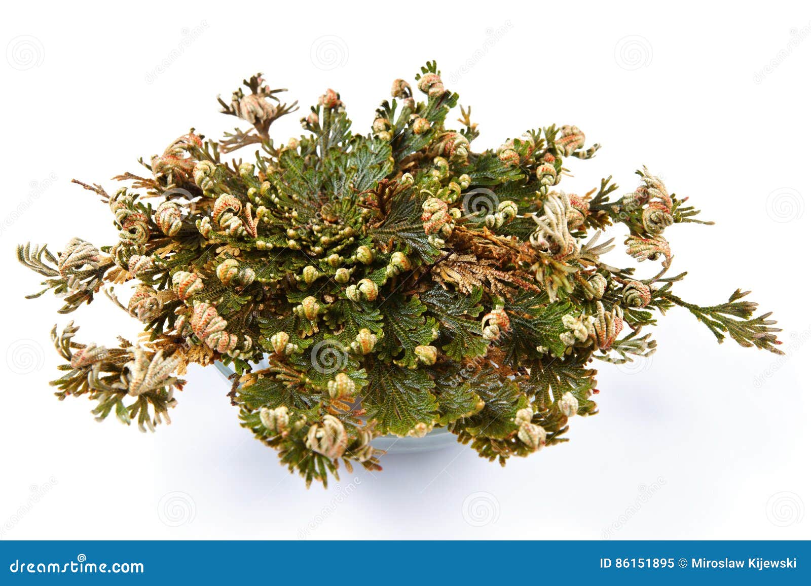 Rose Del Lepidophylla De Jericho Selaginella, Rose De Jericó Falsa, Otros  Nombres Comunes Incluye Jericó Subió, Musgo De La Resur Imagen de archivo -  Imagen de horizontal, plantas: 86151895