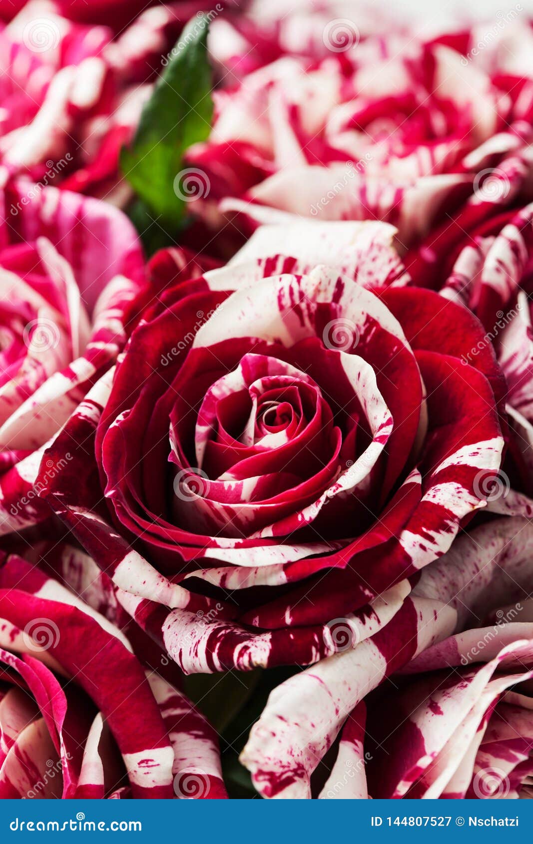 Rose Della Banda Della Tigre Immagine Stock - Immagine di rosso, amore ...