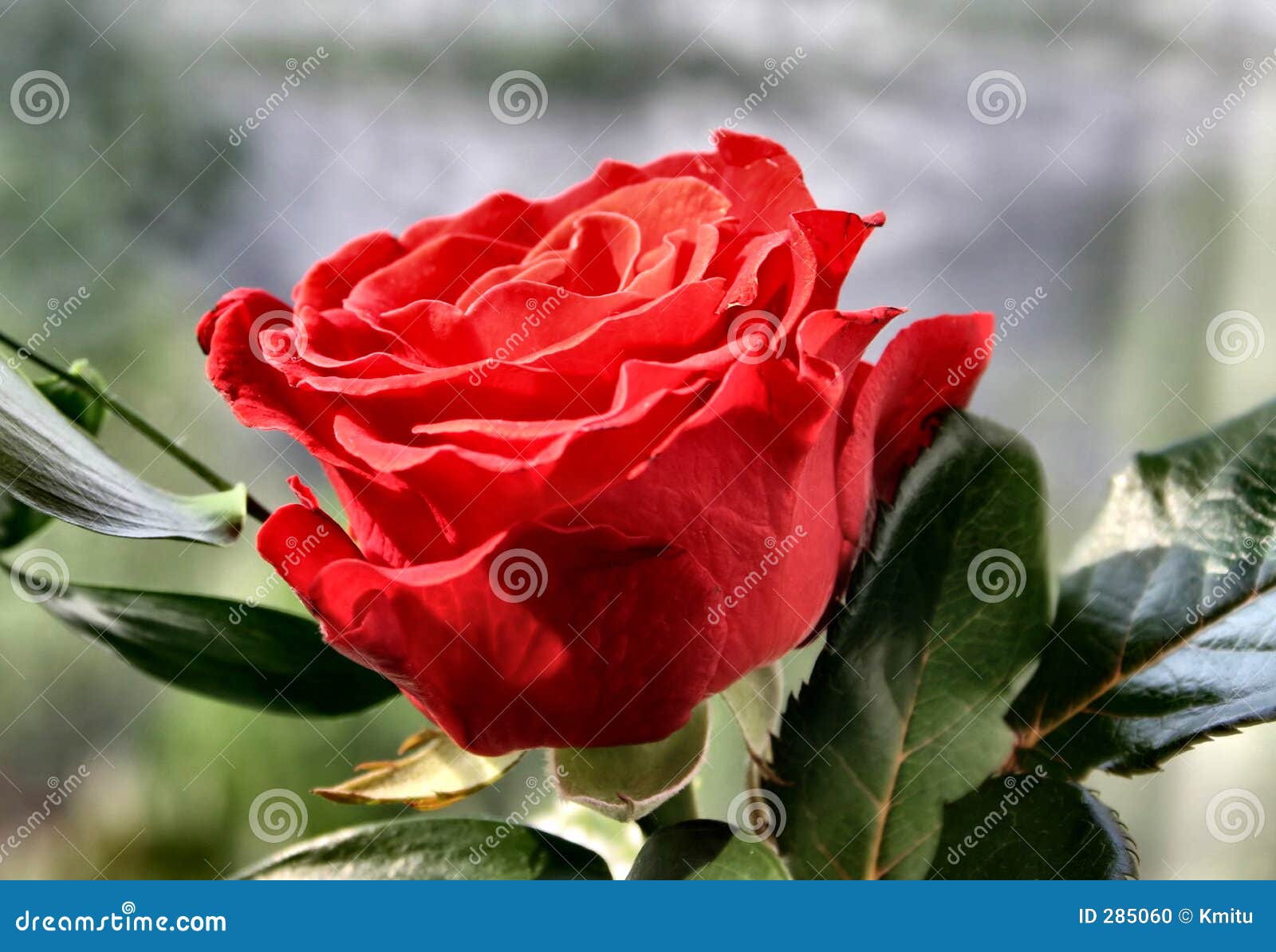 Rose details stock photo. Image of leaf, closeup, natural 285060