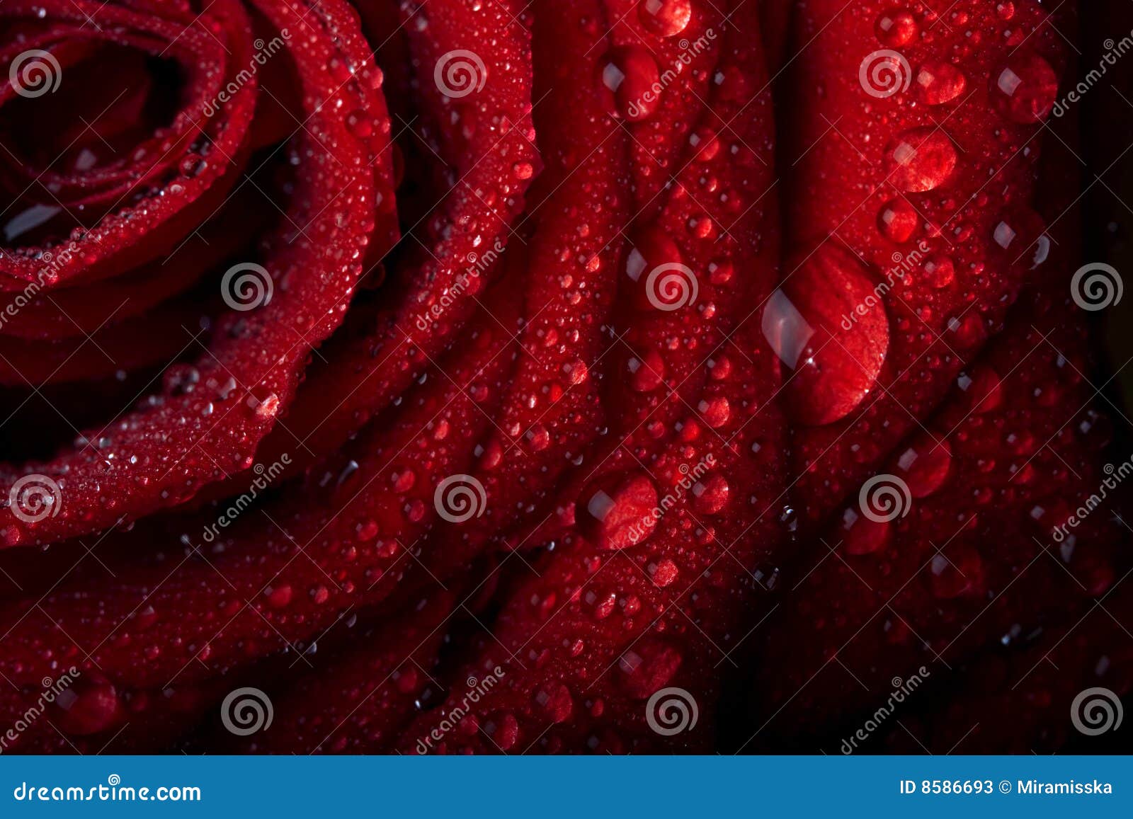 Black Rose Petals Background Water Drops Stock Photo 361321919