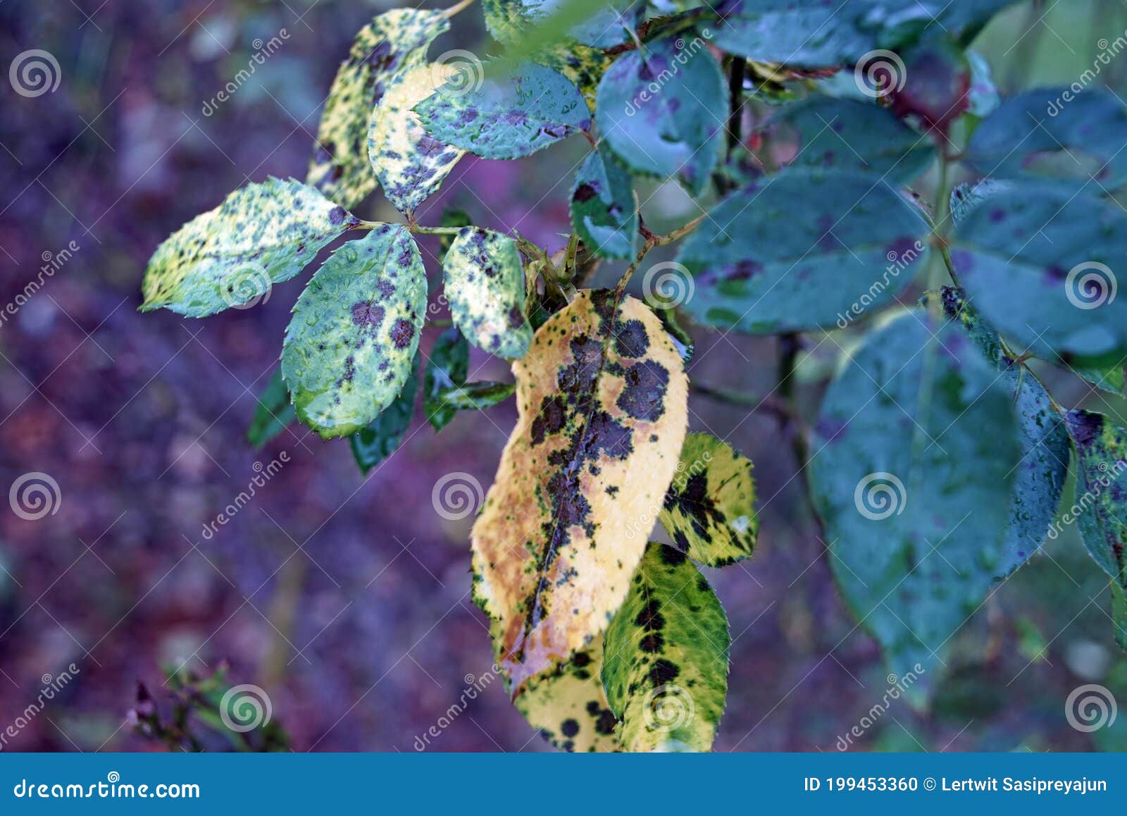 Rose Disease, Black Spot from Fungus Stock Photo Image of gardening