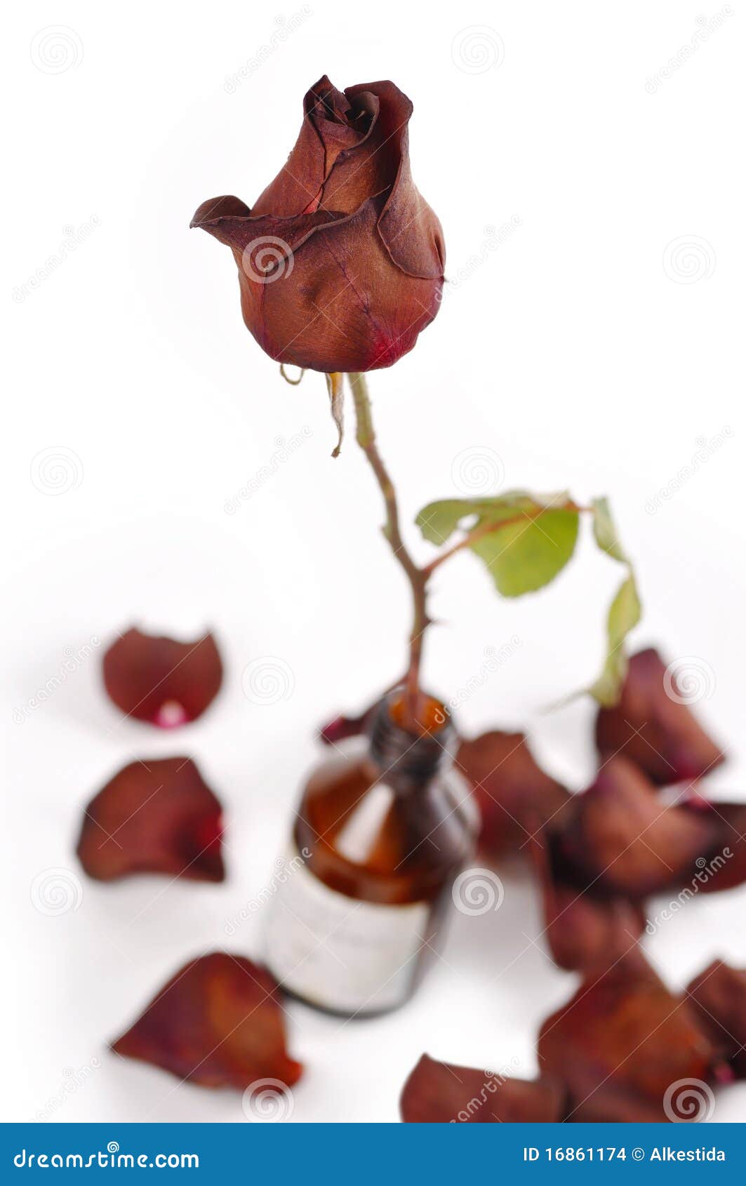 Rose In Drug Vial, Fallen Petals Stock Photo Image of health, cure