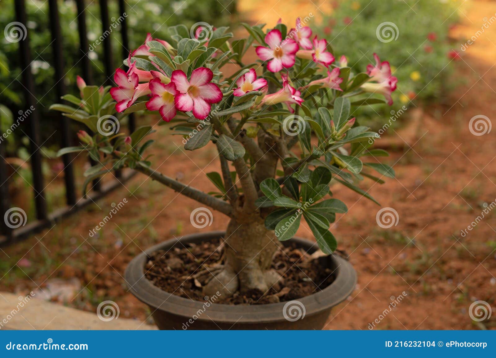 Rose Du Désert Plante à Fleur Unique Adenium Obesum Photo stock