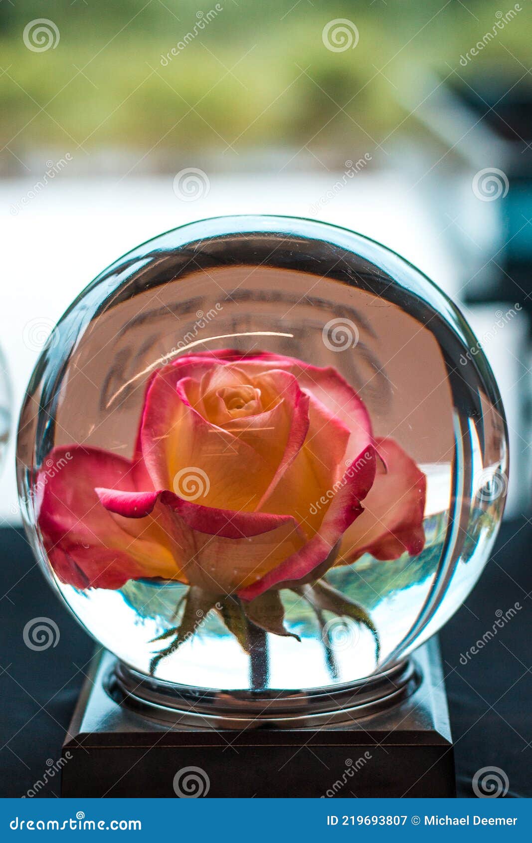 Rose Encased in a Glass Ball Stock Image Image of rapids, close