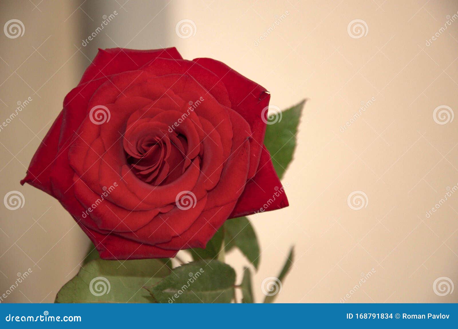 Rose Es Una Deliciosa Flor Navideña. Foto de archivo - Imagen de flores, amor: 168791834 Rose Es Una Deliciosa Flor Navideña. Foto de archivo - Imagen de flores, amor: 168791834