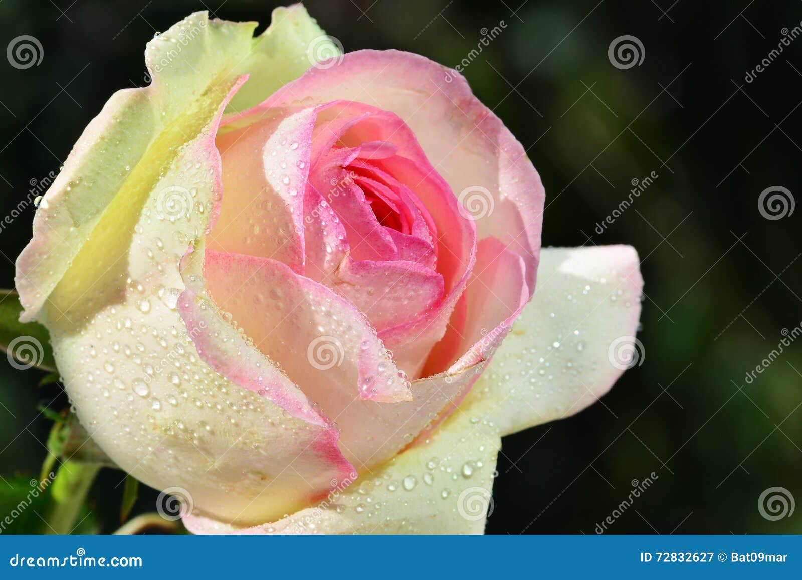 Rose Esperance Light Pink with Dew Drops Macro Stock Image Image of
