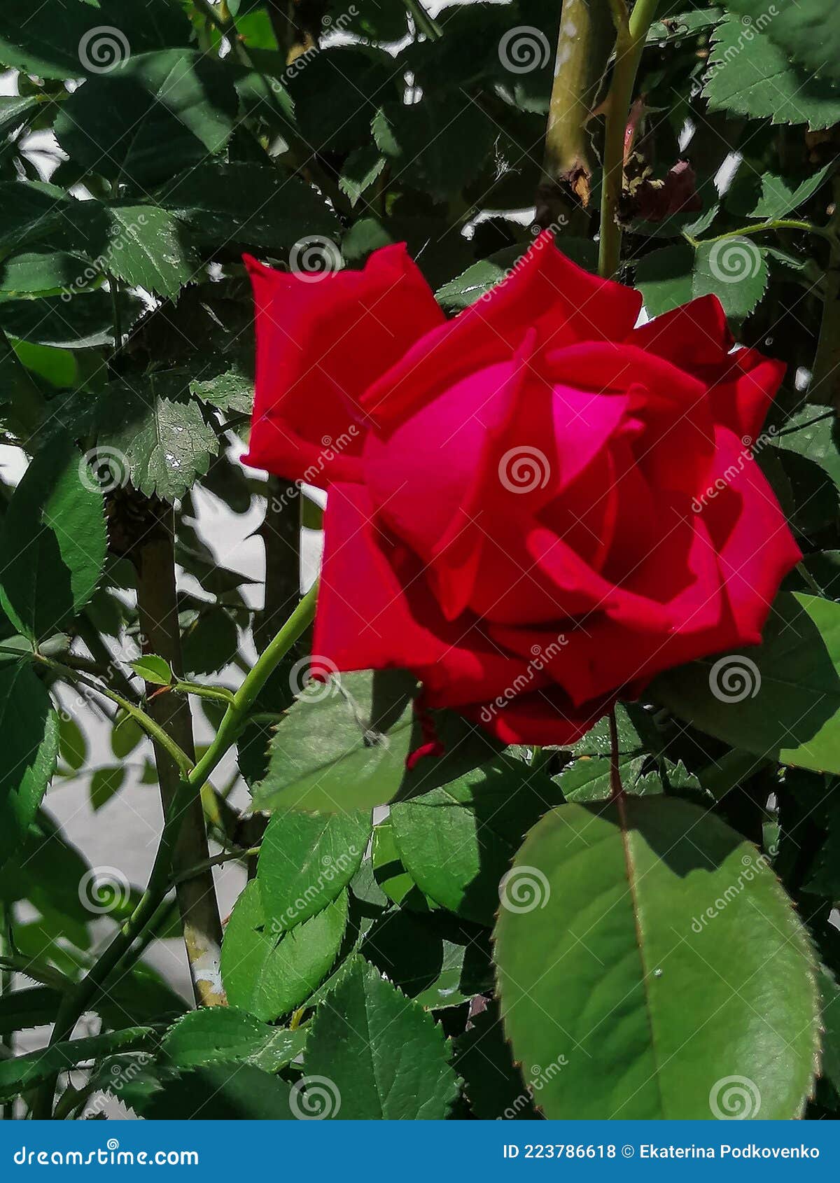 La rose, reine des fleurs