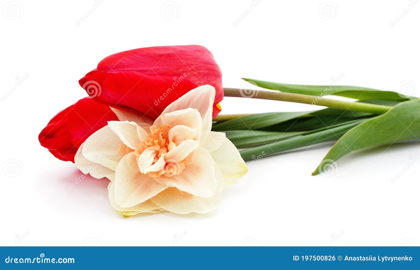 Rose Et Jonquille Tulipes Rouges Photo stock - Image du blanc, lame:  197500826