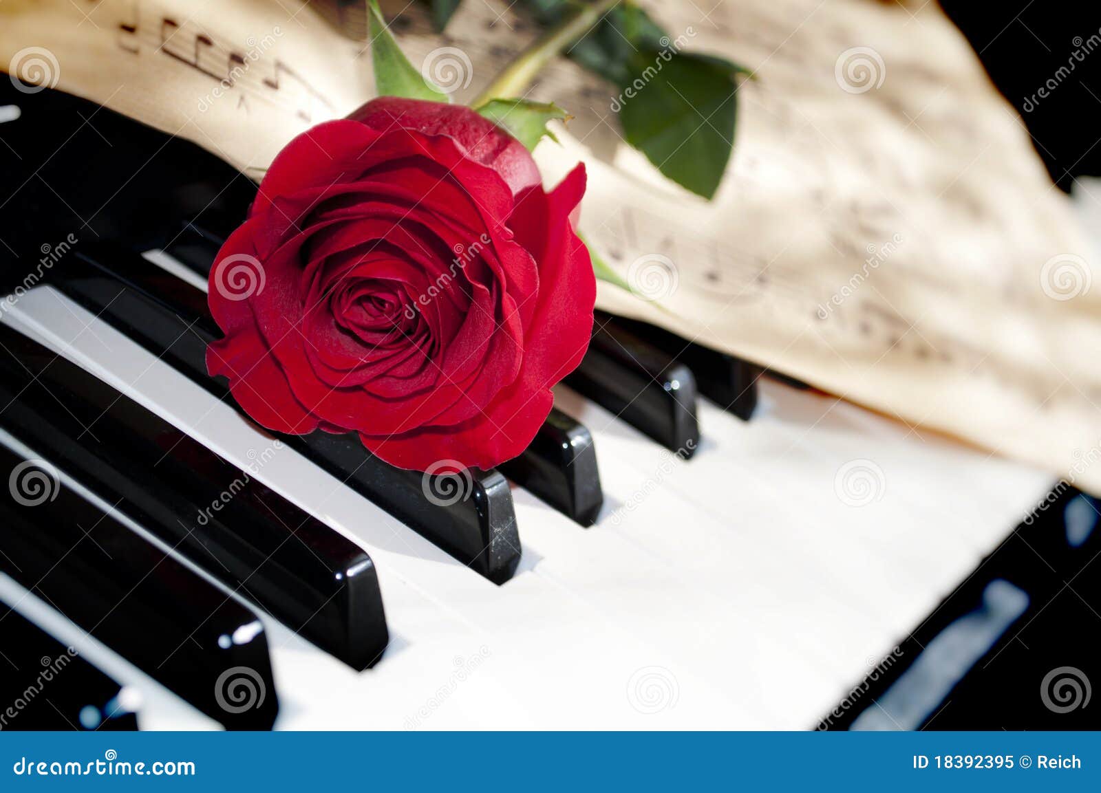 Rose et piano image stock. Image du pièce, plan, clavier 18392395