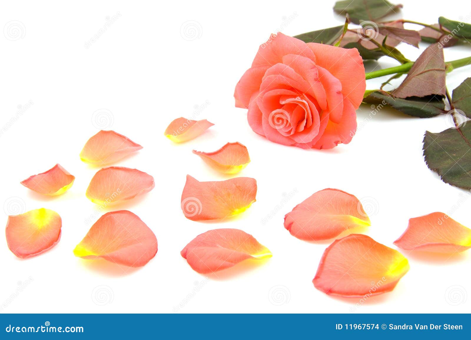Rose with fallen leaves stock photo. Image of isolated 11967574