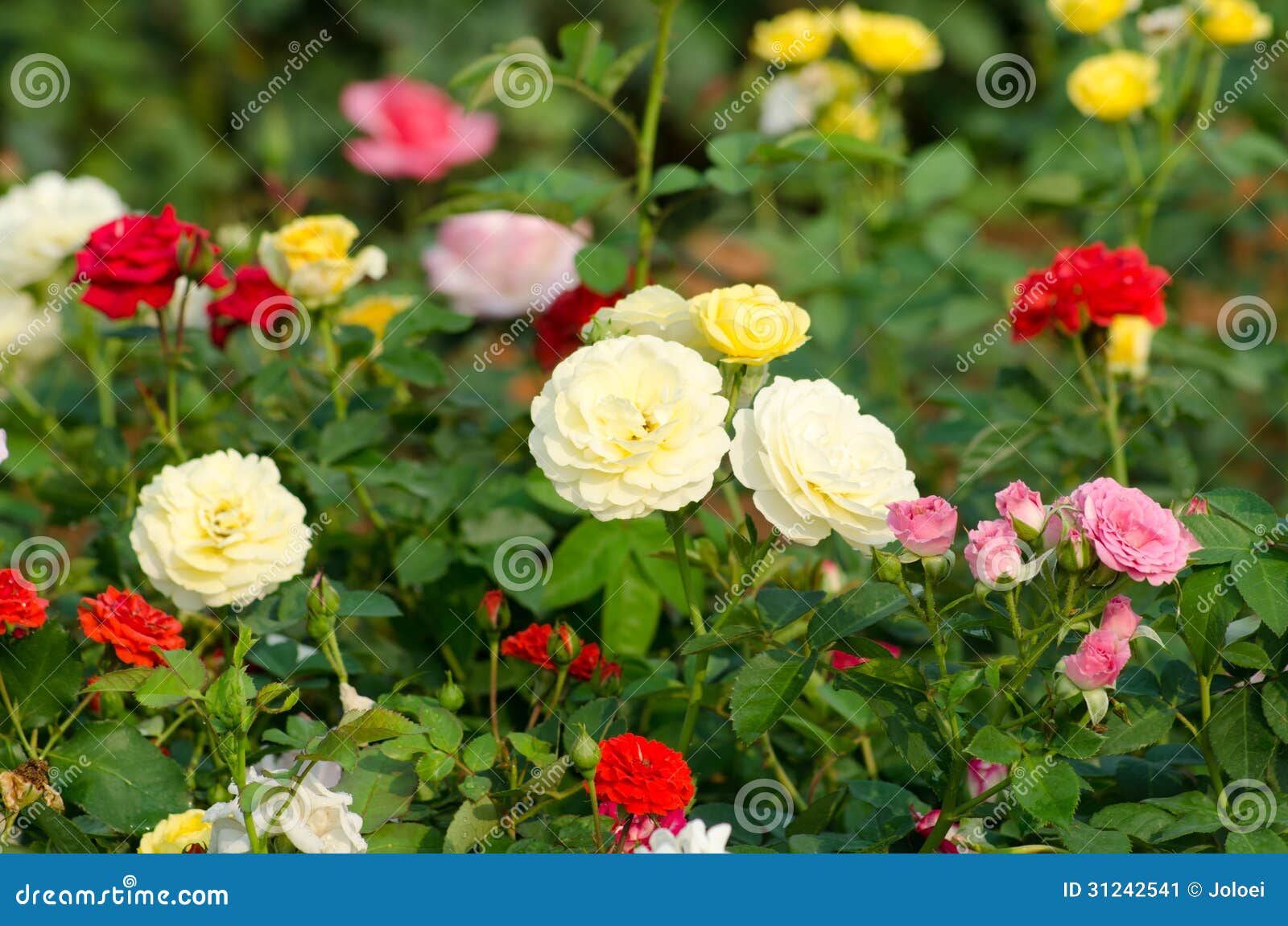 Rose field stock image. Image of scene, rural, blossom 31242541