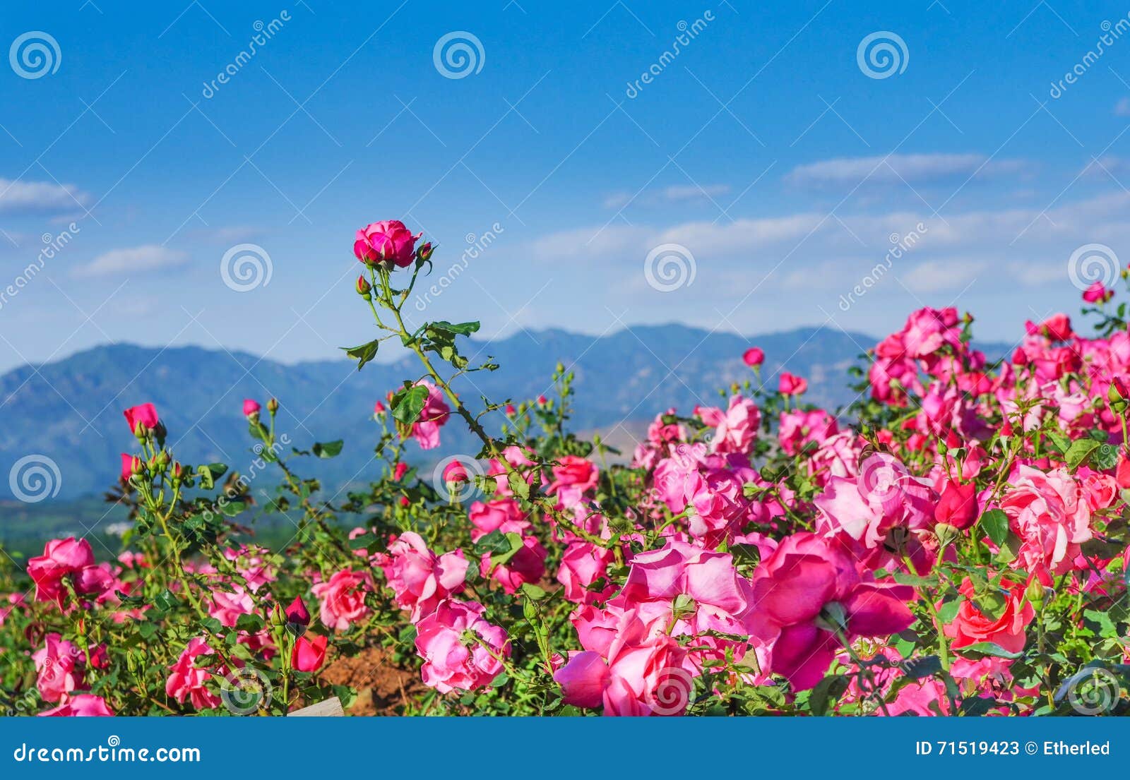 Rose field stock image. Image of flower, covered, rose 71519423