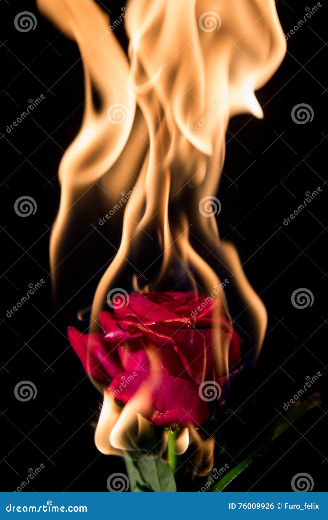 Rose on fire stock photo. Image of beauty, feeling, artistic 76009926