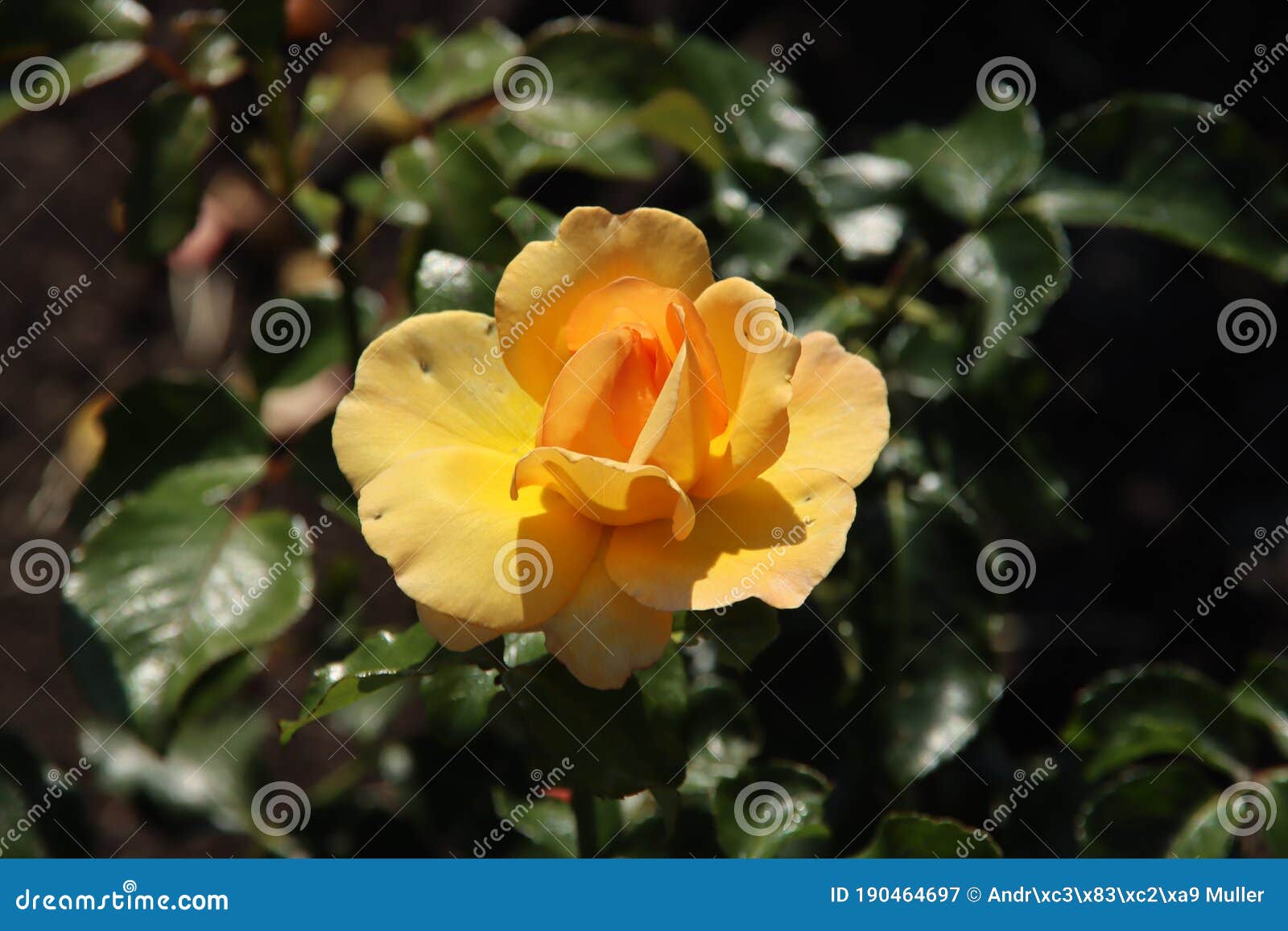 rose in the flora rosarium in the village of boskoop,netherlands