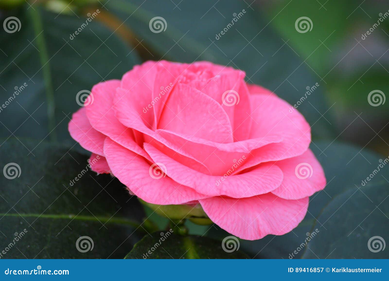 Rose Flower. Uma rosa que floresce no jardim
