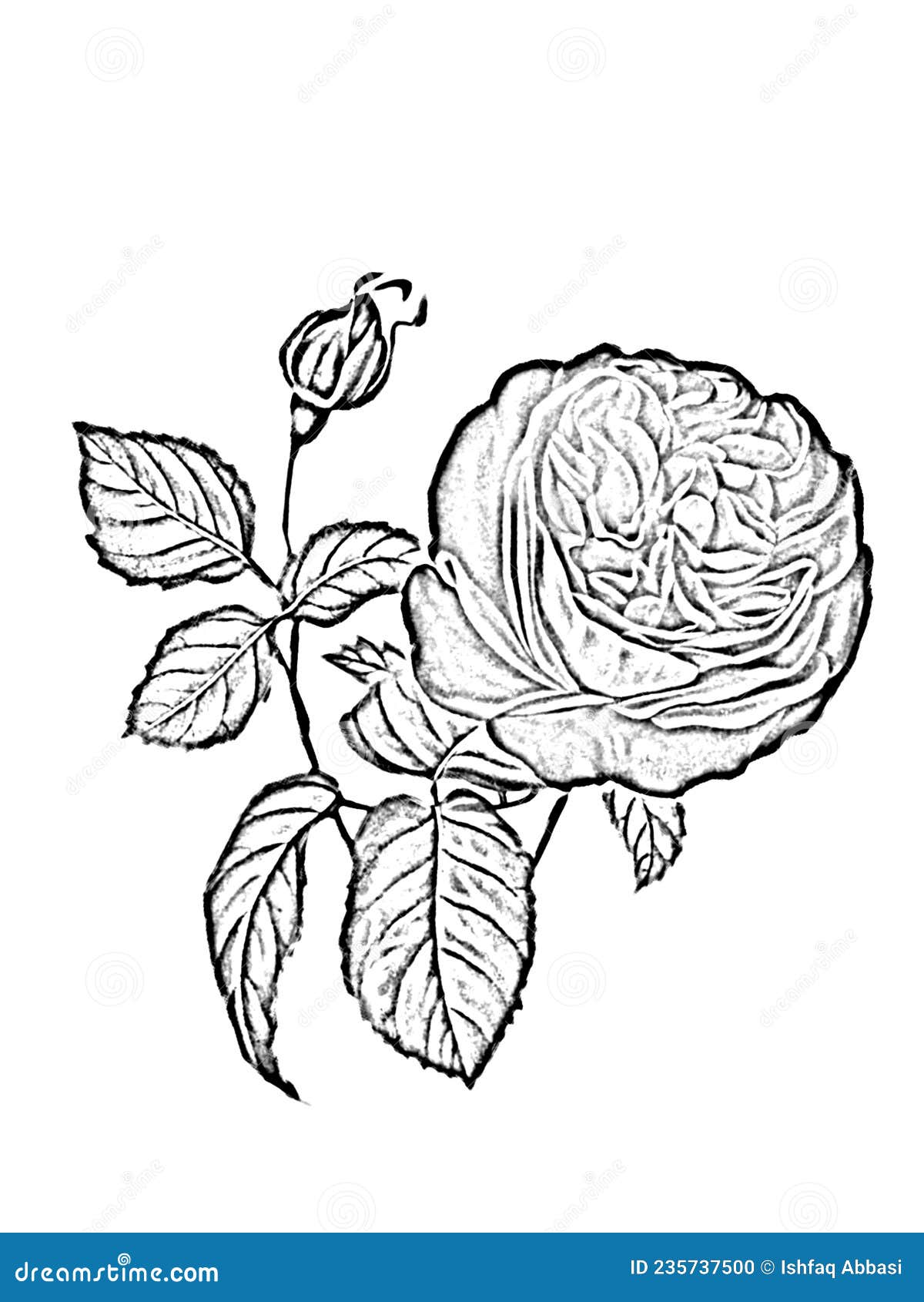 Rose Flower Art Drawing Black and White Stock Illustration