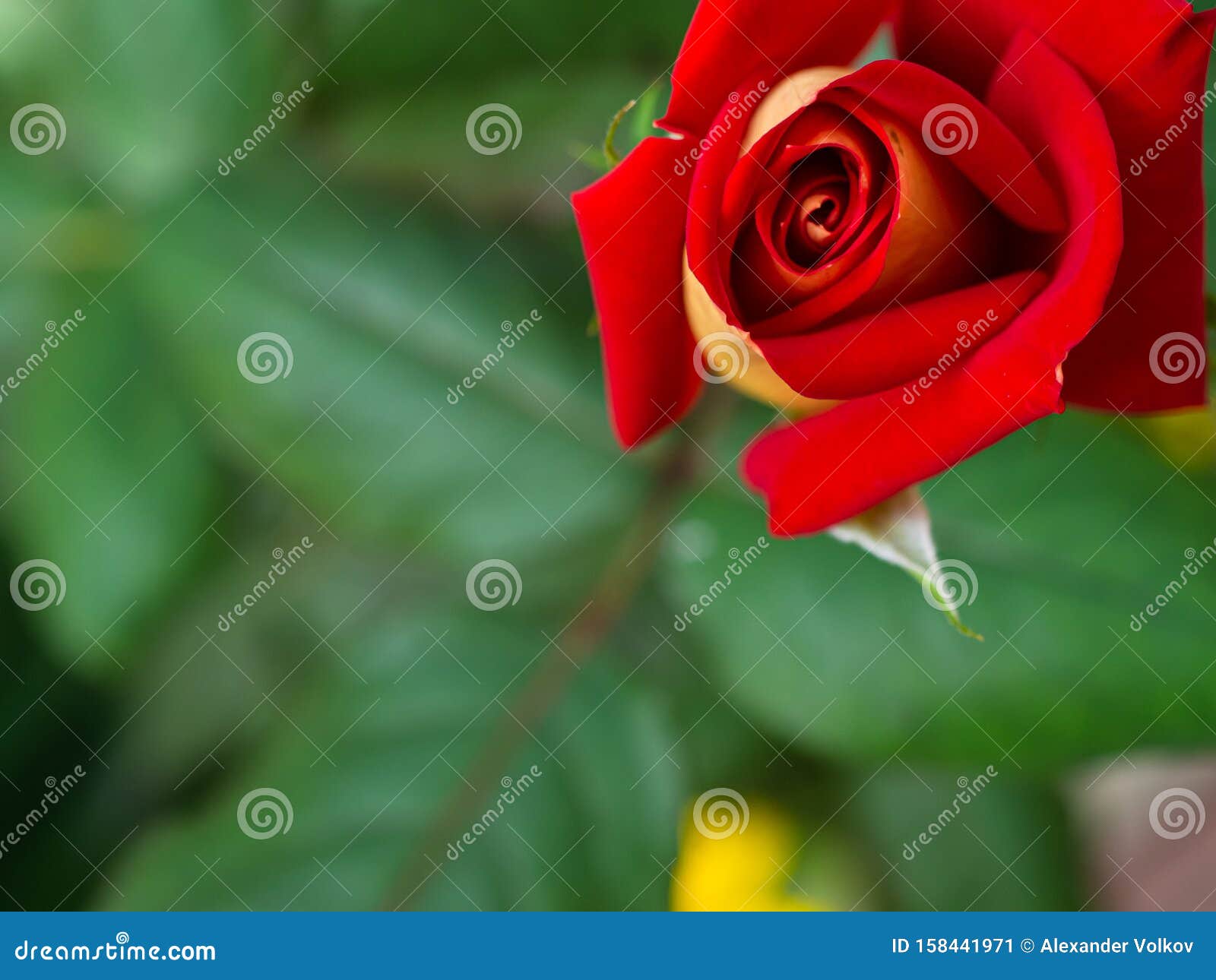 Rose Flower on a Background of Green Leaves in Blur Stock Image Image