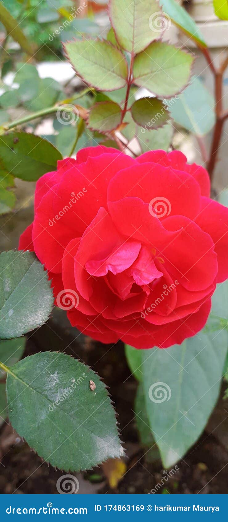 Rose Flower Beautiful Medicinal Products Stock Image Image of