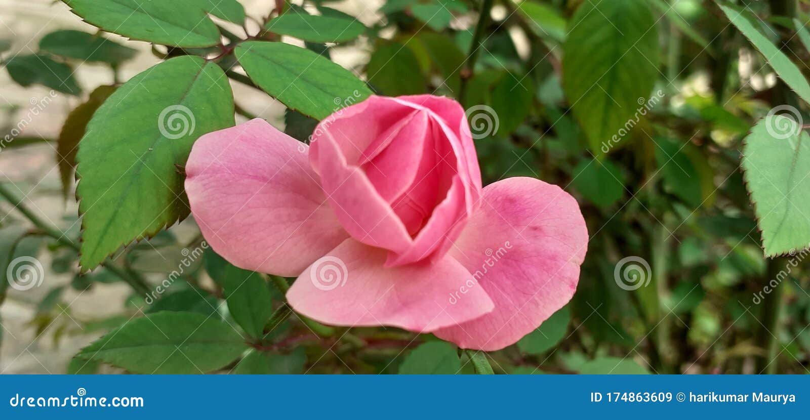 Rose Flower Beautiful Medicinal Products Stock Image Image of