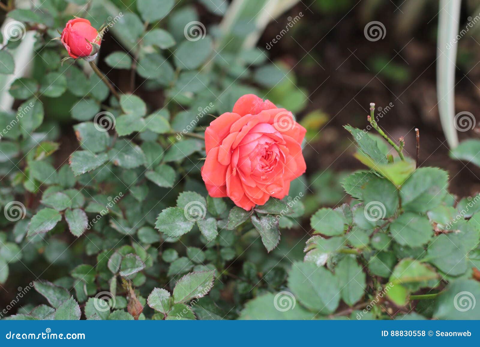 Rose stock photo. Image of close, gifts, fragile, beautiful 88830558