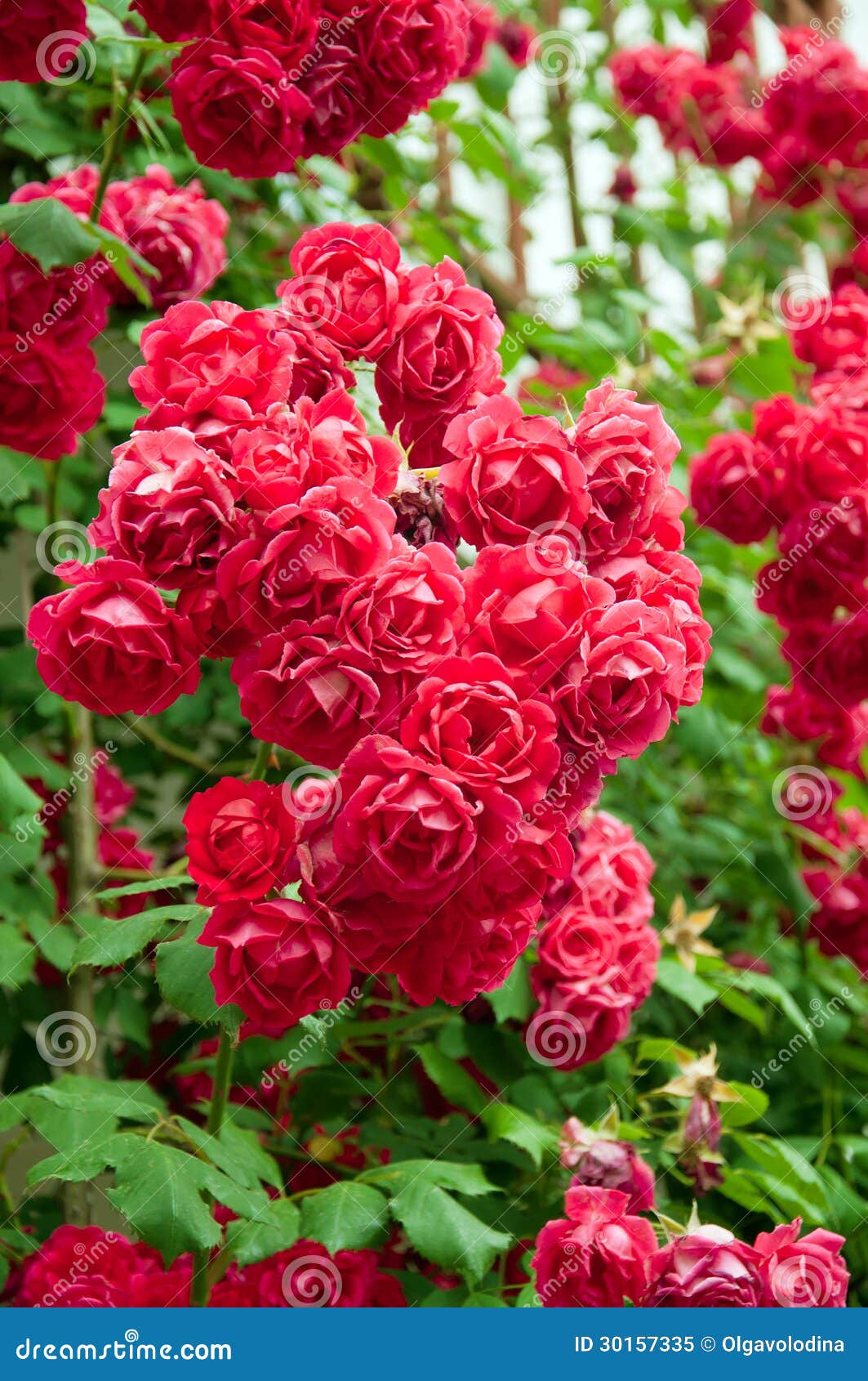 Rose Flower Bed In Garden Royalty Free Stock Photo - Image 