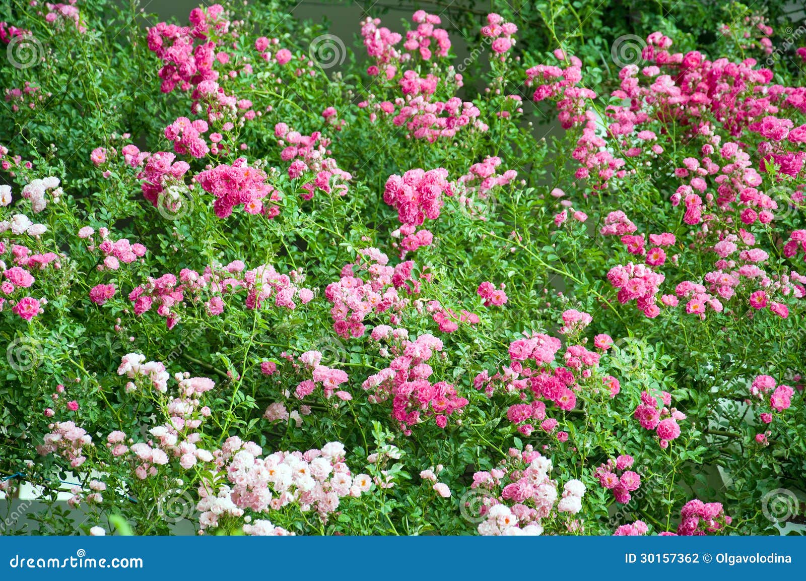 Rose flower bed in garden stock photo. Image of pink 30157362