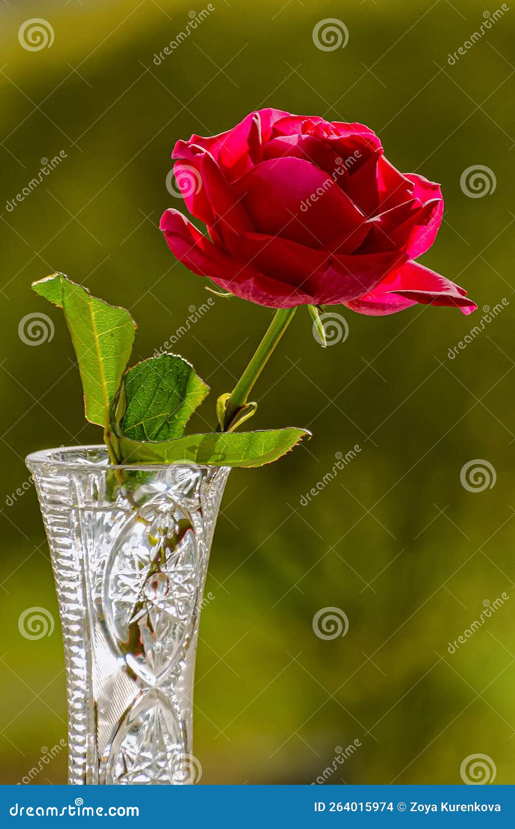 Rose Flower Birthday Present Stock Photo Image of flora, anniversary