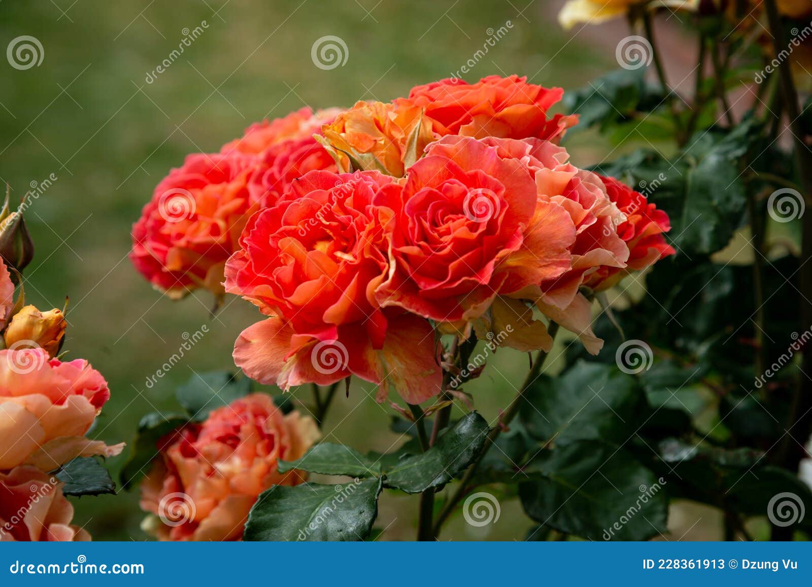 Rose Flower Blooming in Melbourne Stock Image Image of fresh, spring