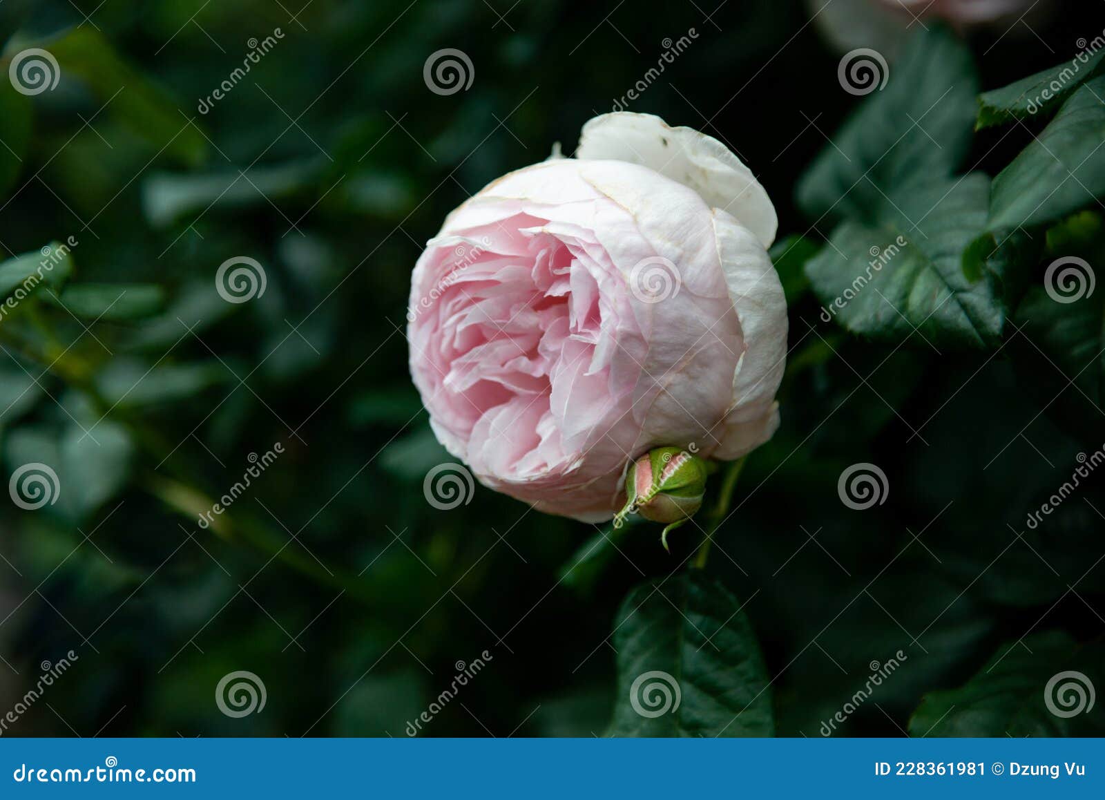 Rose Flower Blooming in Melbourne Stock Image Image of tree
