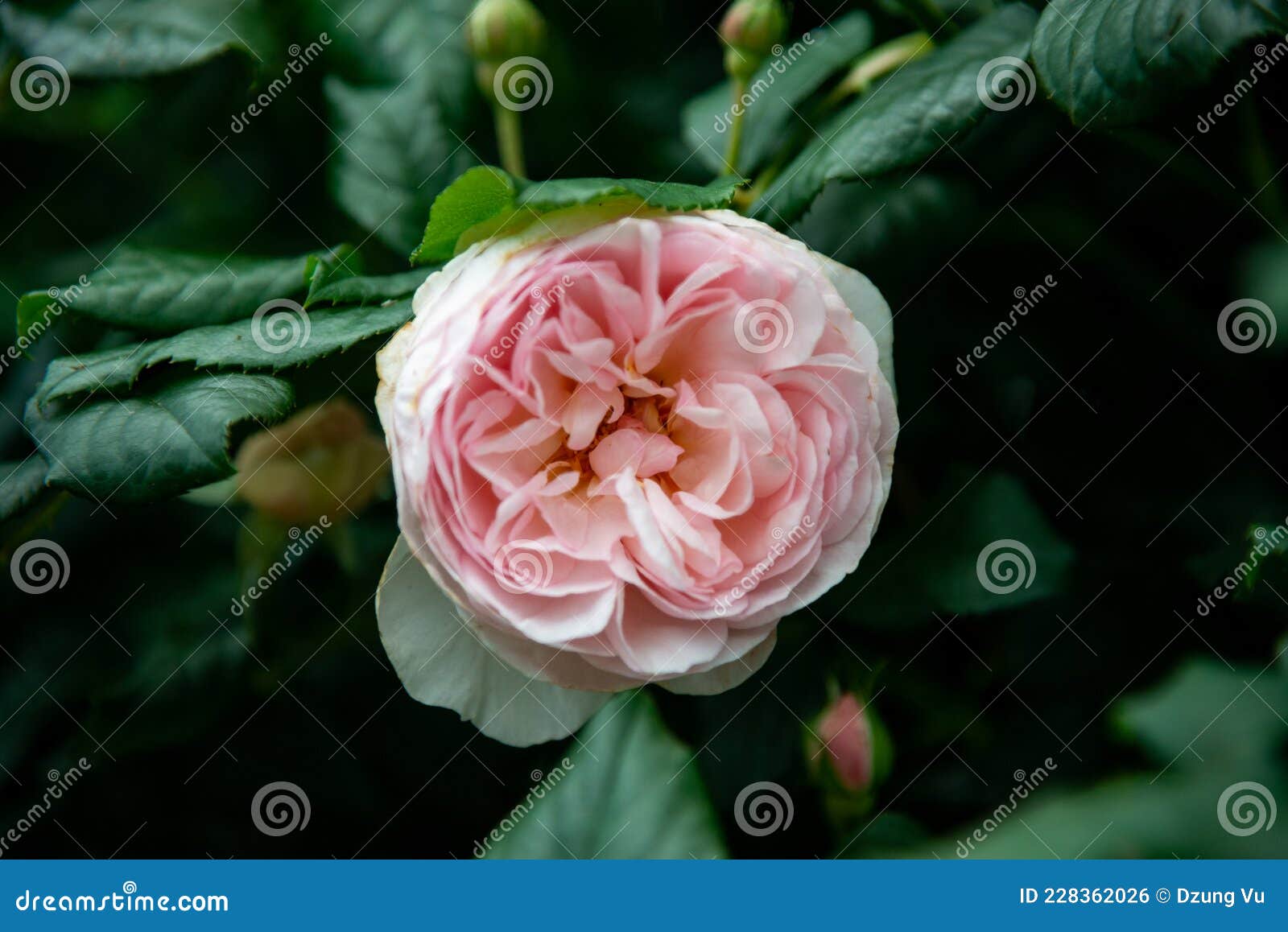 Rose Flower Blooming in Melbourne Stock Photo Image of color, bright