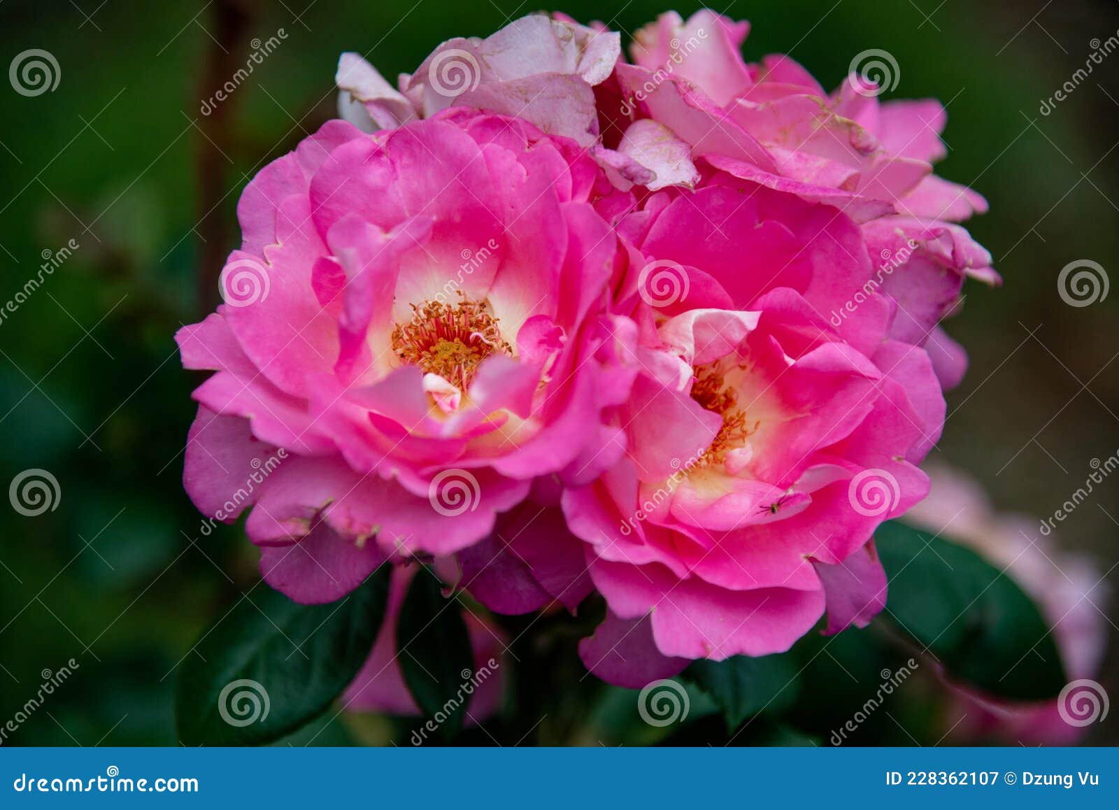 Rose Flower Blooming in Melbourne Stock Image Image of australia