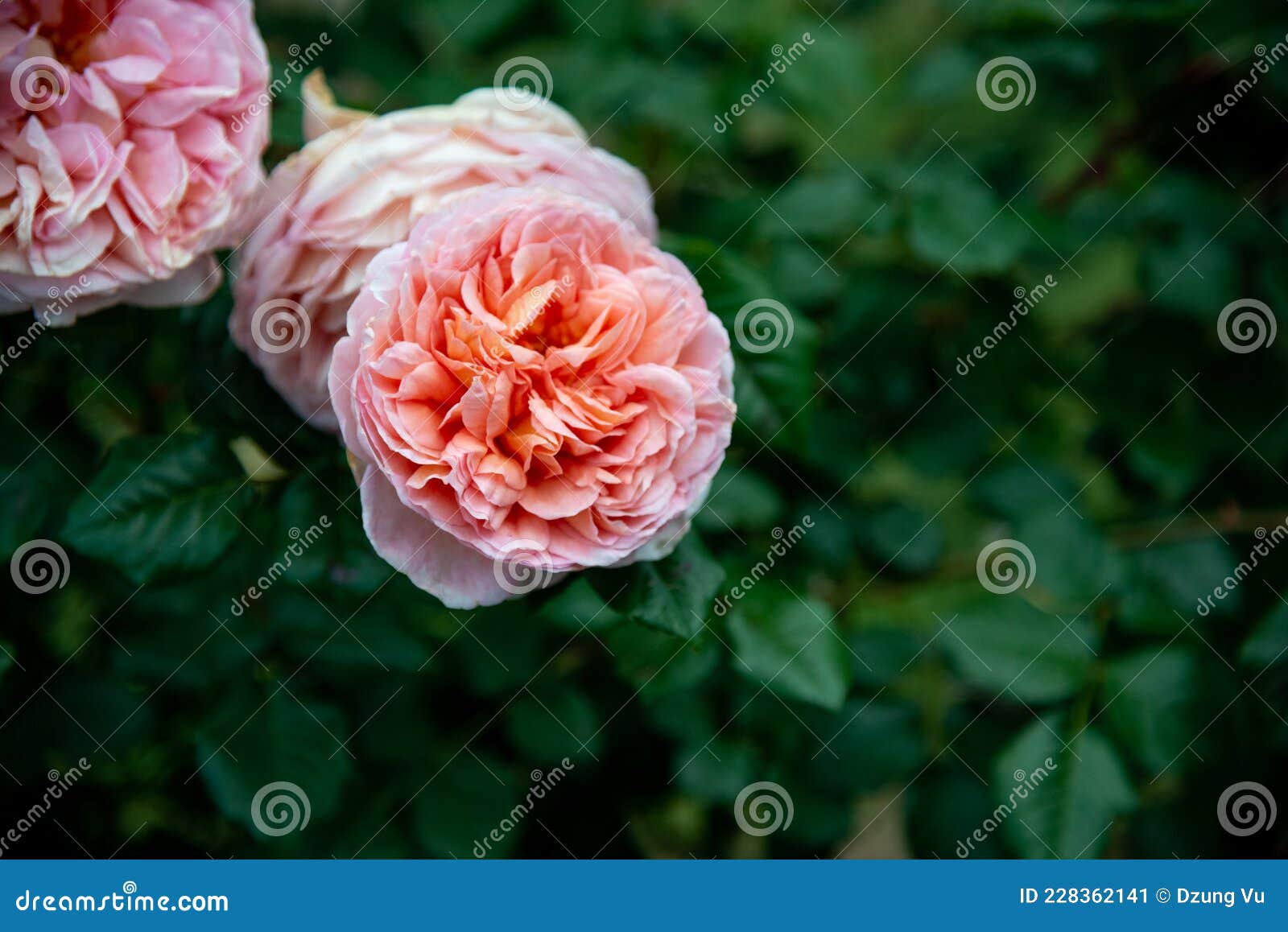 Rose Flower Blooming in Melbourne Stock Image Image of natural