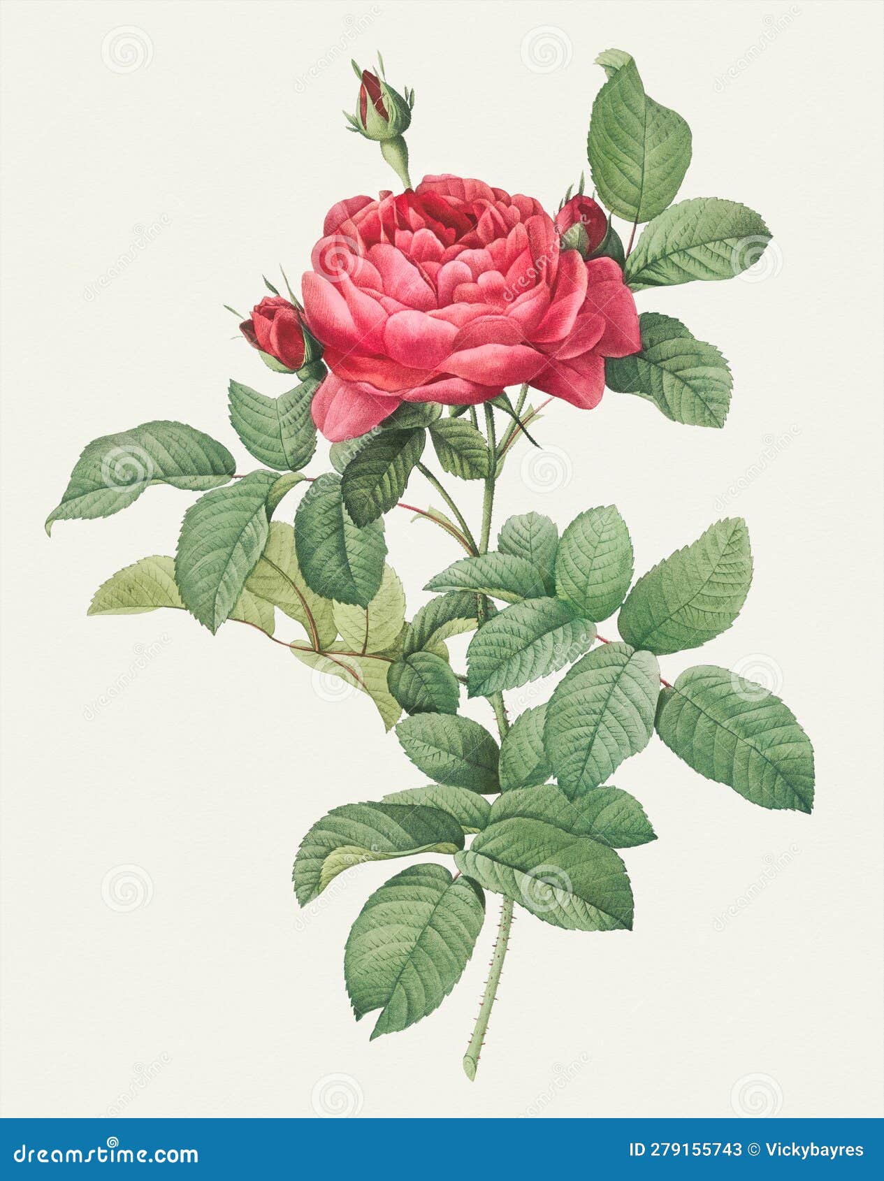 Rose Flower. Botanical Flower Illustration Stock Illustration