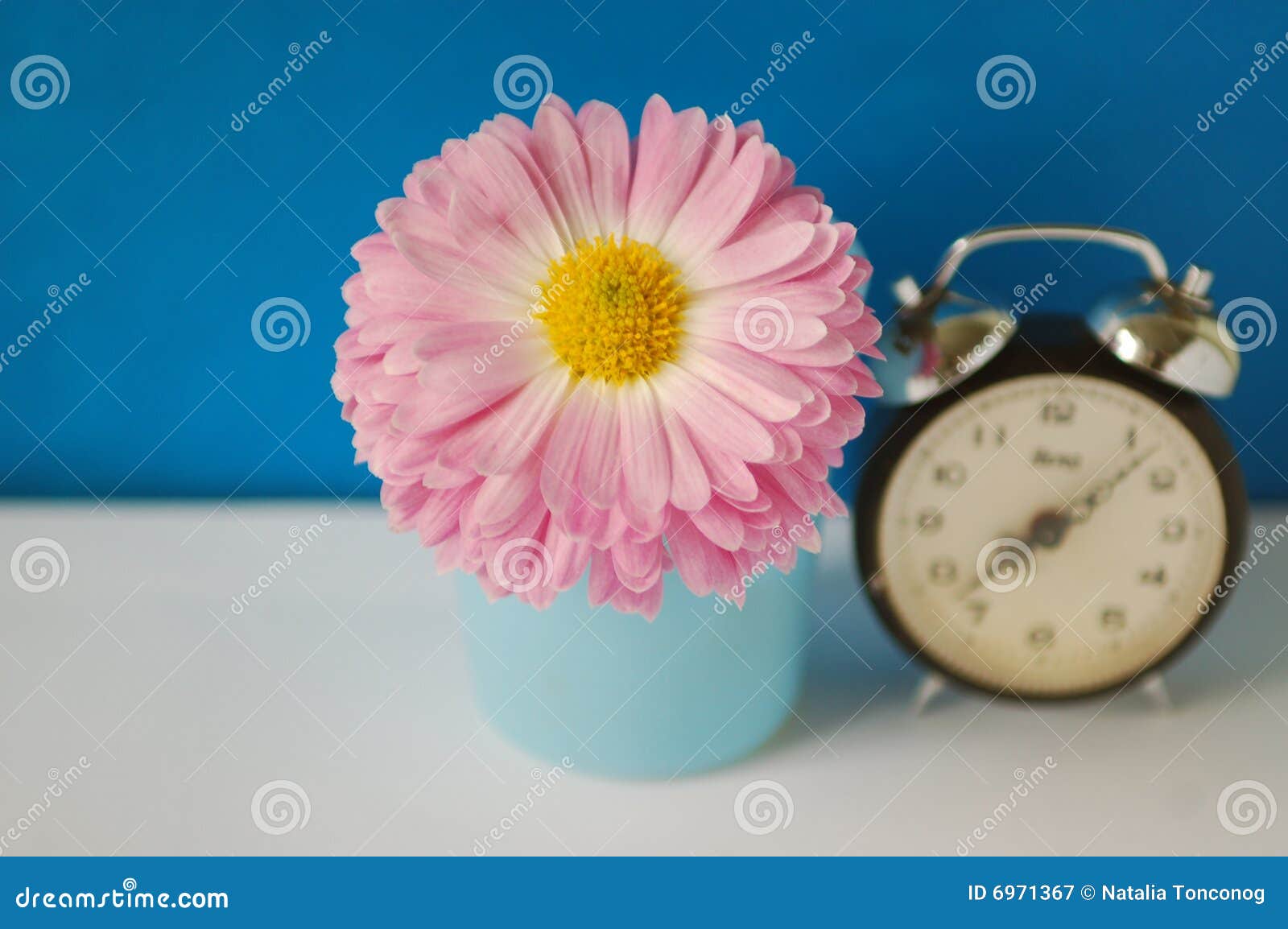 Rose flower with clock stock image. Image of fine, rural 6971367
