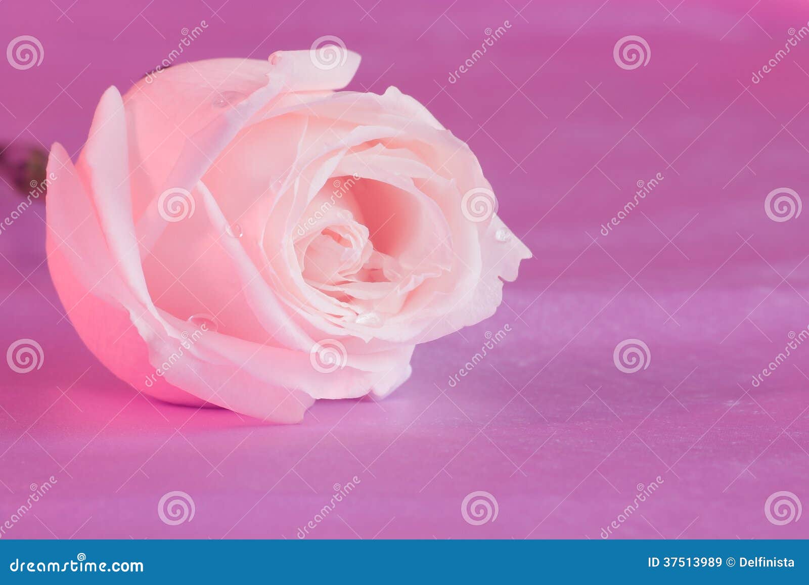 Rose Flower Desktop Wallpaper Rosa - Immagini Di Riserva Immagine Stock -  Immagine di immagine, immagini: 37513989